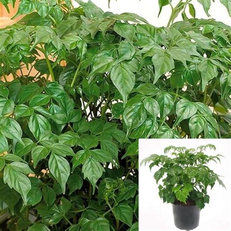 China Doll Plant 1gallon Pot Radermachera Sinica Plant Asian Bell Live