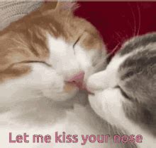 Cat Kissing Cat Kissing Couple Discover Share GIFs