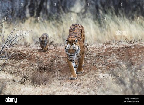 Tigresa Panthera Tigris Tigris Caminando Con Su Cachorro Fotografías E