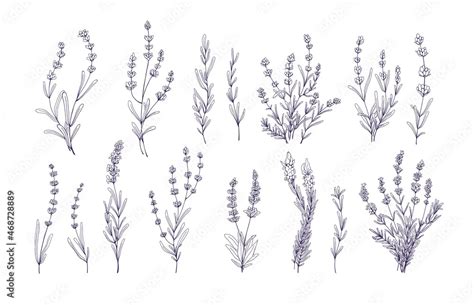 Lavender Flowers Set Outlined Provence Floral Herbs With Blooms