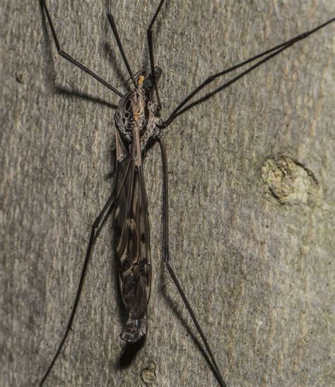 Maryland Biodiversity Project Giant Crane Fly Tipula Abdominalis