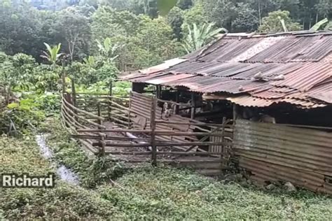 Siapa Sangka Penduduk Kampung Di Lereng Gunung Wilis Madiun Punya