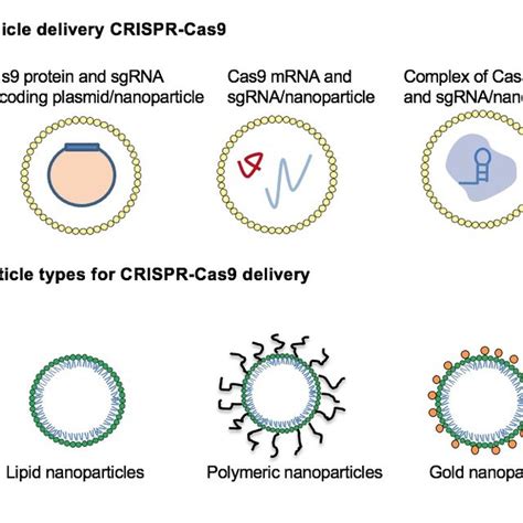 Pdf Novel Strategy To Combat Antibiotic Resistance A Sight Into The Combination Of Crispr