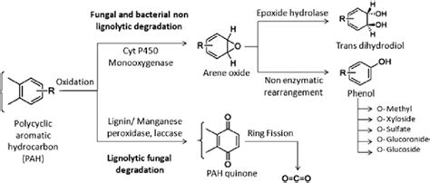 2 Degradation Of Polycyclic Aromatic Hydrocarbons By Fungi Download