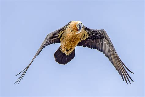 Le Gypaète barbu lanaturemoi