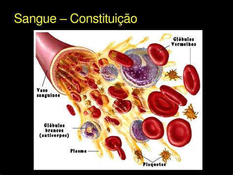 Sistema Circulatorio Slides Da Aula