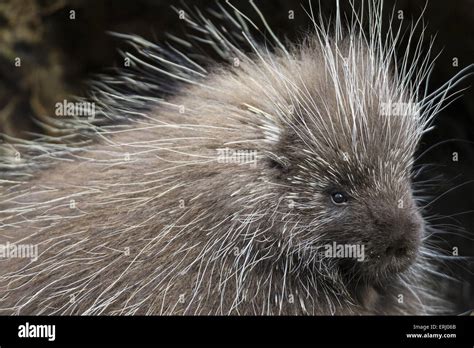 New World Porcupine Stock Photo - Alamy