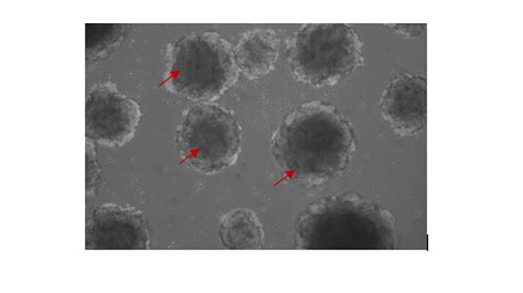 Recombinant Human Cynomolgus Vegf A Protein Hnah Sino Biological