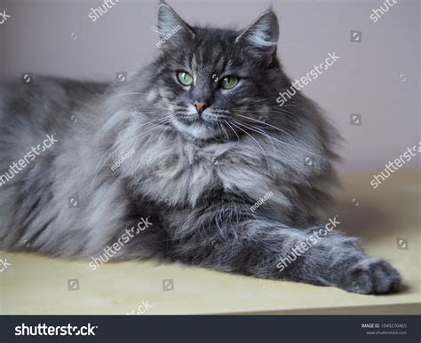 Blue Norwegian Forest Cat