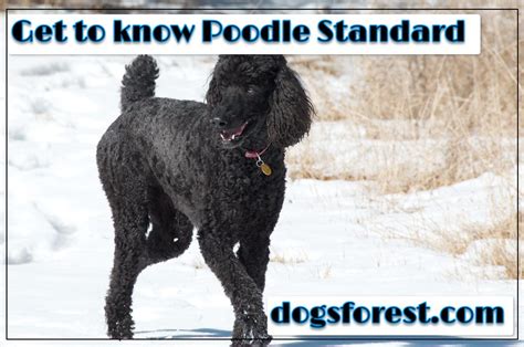 Poodle Standard Growth Chart (Weight Chart & Size Chart)