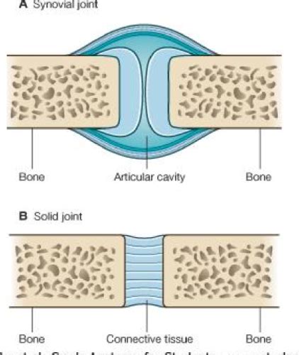 Anatomy Joints Flashcards Quizlet