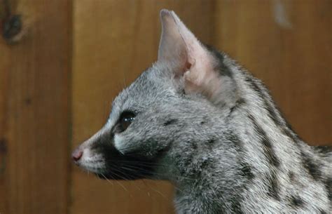 Common Genet The Animal Facts Appearance Diet Habitat Behavior