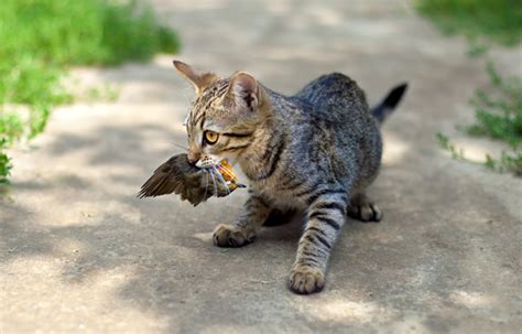 Cats Kill More Than One Billion Birds Each Year