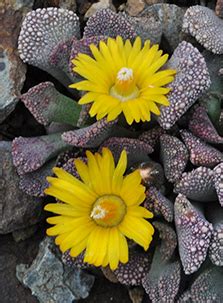 Titanopsis Calcarea The Ruth Bancroft Garden Nursery