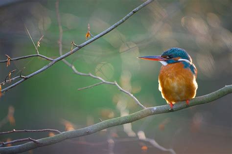 IJsvogel van IJsvogels nl Corné van Oosterhout op canvas behang en