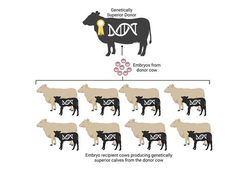 Embryo Transfer Understanding The Differences Between In Vivo And In