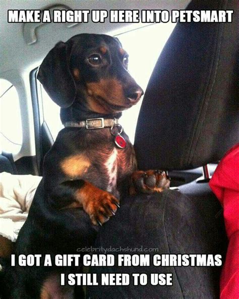 Pin By Janet Hibbard On Its All About The Dogs Funny Dachshund