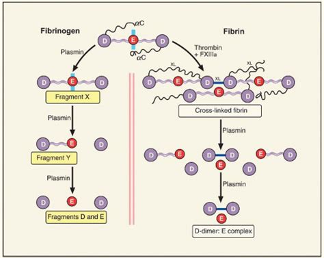 Plasminogen Activation and Regulation of Fibrinolysis | Oncohema Key