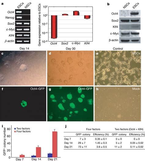 Generation Of Two Factor Oct4 Klf4 OK IPS Cells From Adult NSCs Of