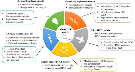 Frontiers Mouse Models Of Hepatocellular Carcinoma Classification