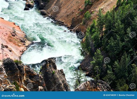 Canyon River stock image. Image of trees, rapids, pine - 63474839