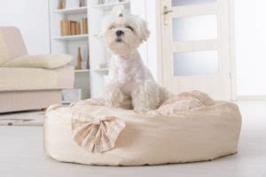 maltese  left   home  long