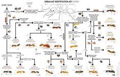 Ant Facts, Types, Identification, Habitat, Diet, Adaptations | Types of ants, Ants, Ant species