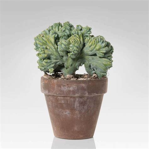 Euphorbia Eritrea In Vaso Lezio It