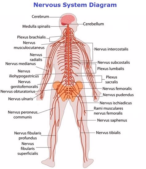 nervous system graph – Charts