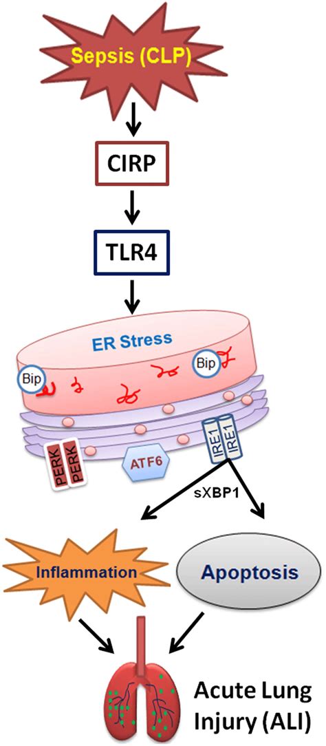 Proposed Sequence Of Events In Ali Pathogenesis During Sepsis Clp