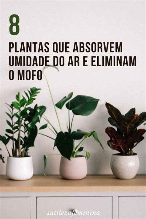 8 Plantas Que Absorvem Umidade Do Ar E Eliminam O Mofo