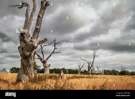 Mundon Oaks Petrified Oak Trees In A Field Stock Photo Alamy