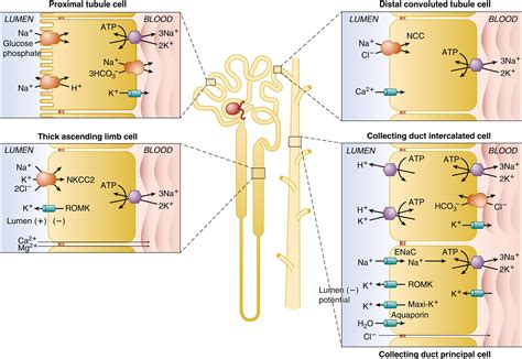 Urinary Acidification Clinical Tree