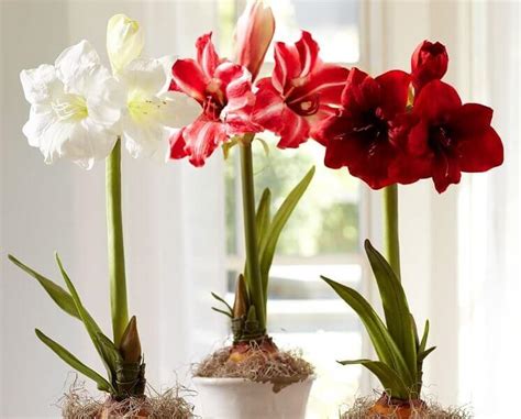 How To Grow Amaryllis Bulbs Indoors In 6 Steps Plantinfo