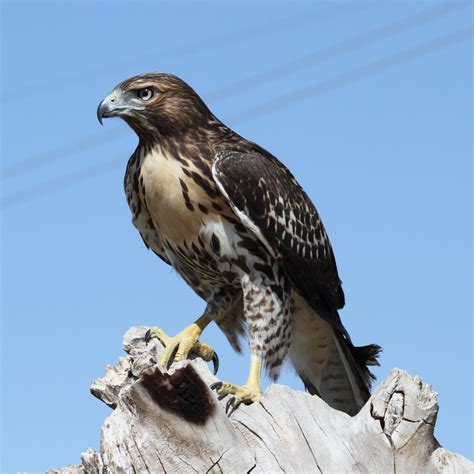 Red-tailed Hawk — Birds of Prey Foundation | Broomfield, Colorado