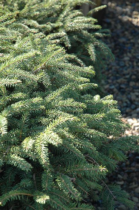 Elegans Spruce (Picea abies 'Elegans') in Long Island Westbury Nassau ...