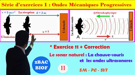 2BAC BIOF Exercice corrigé 11 Le Sonar naturel La chauve souris et