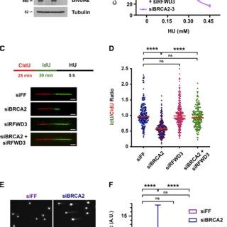 Rfwd Promotes Zranb Recruitment To Nascent Dna At Stalled Replication