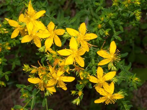 Hypericum perforatum Revista de Flores Plantas Jardinería