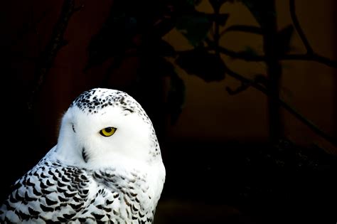 少し拗ねるフクロウの商用利用可フリー写真素材5750 フォトック