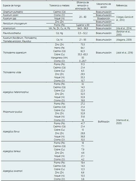 Potencial de la biomasa fúngica producción y mecanismos de