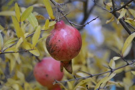 Premium Photo Close Up Of Pomegranate On Plant