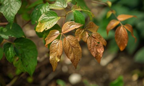 Clematis Wird Braun Ursachen Hilfe Bei Braunen Bl Ttern