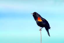 Redwing Blackbird Free Stock Photo Public Domain Pictures