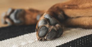 Peut On Amener Son Chien Au Bureau Ou Sur Son Lieu De Travail