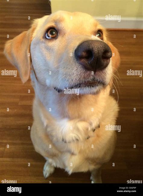 Wet Lab Hi Res Stock Photography And Images Alamy