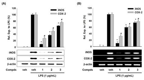 Effects Of Compounds 1 3 On The Expression Of Lps Induced Inos Cox 2