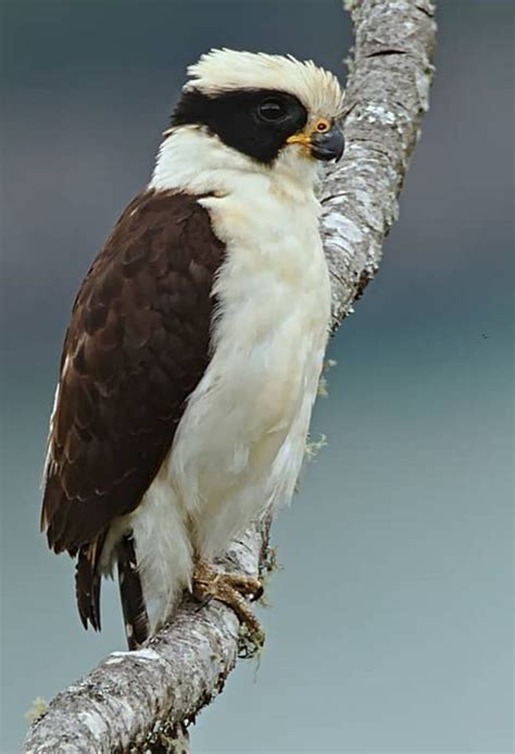 Laughing falcon in 2022 | Bald eagle, Animals, Birds of prey