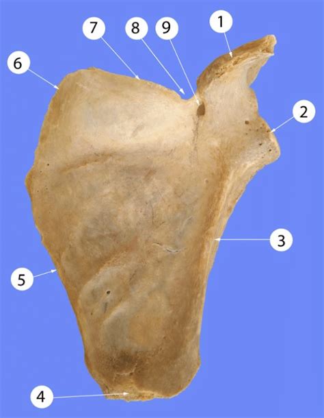 Costal Surface Of The Scapula 1 Coracoid Process 2 Glenoid Cavity