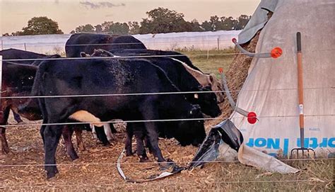 Florida Researchers Test Self Fed Silage Bags Hay And Forage Magazine